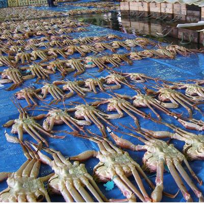 ふるさと納税 新温泉町 浜坂産タグ付き茹で松葉かに(2〜3枚入　約1.8〜2.0kg) |  | 01