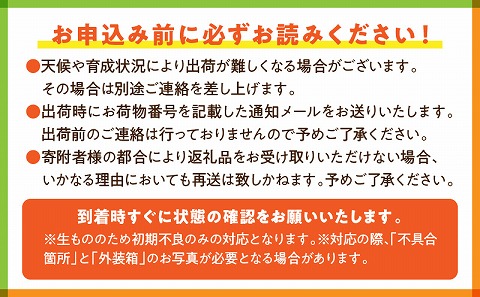 美トマト（5色）２kg