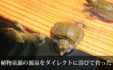 モール温泉「兜すっぽん」鍋　醤油・生姜味2セット【02402-0169】