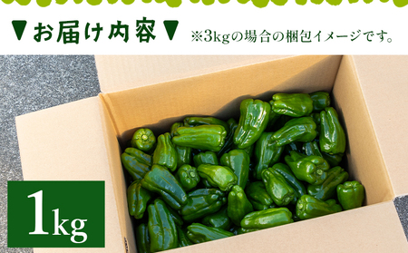 高知県香南市産採れたてピーマン1kg 【 野菜ピーマン やさい 新鮮ピーマン 国産ピーマン 肉厚ピーマン 炒め物 肉詰めピーマン 料理 高知県 香南市 冷蔵 】 im-0001