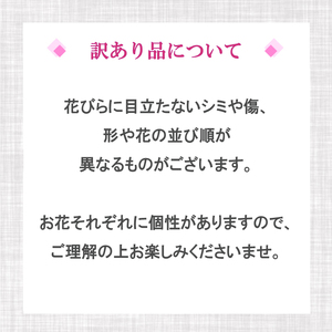 【訳あり】胡蝶蘭 5本立て 白 スタンダード お祝い 須崎洋蘭園 SY018