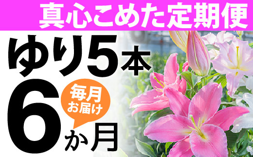 
【6か月間】毎月届く四万十町産のゆり5本の定期便Sosy-02
