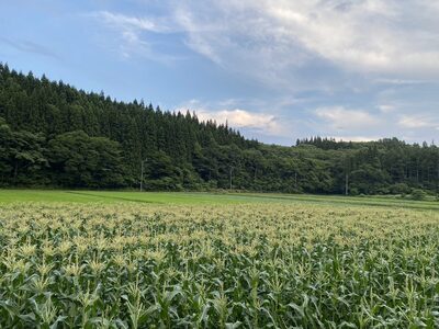 【2026年夏の予約受付開始！】信濃町名産とうもろこし『TAKA農園の恵味（めぐみ）ゴールド』2Lサイズ（1本450ｇ相当）×5本セット　スイートコーンの人気品種、予約受付中！  令和8年7月下旬から