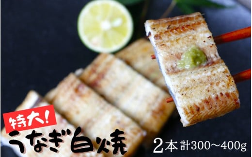 【年内配送】 特大うなぎ白焼き2本セット / うなぎ 鰻 ウナギ 和歌山 田辺 うなぎ 鰻 白焼き うな丼 うな重  国産 鰻丼 特大【kpy005-1】