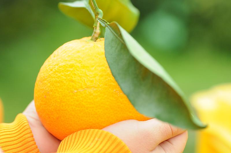 清見オレンジ 約10kg M・L・2L・3Lサイズおまかせ 《赤秀》 和歌山県産 農園直送 まごころ産直みかん 【北海道・沖縄県・一部離島 配送不可】きよみ 清見タンゴール 清美 柑橘 贈答