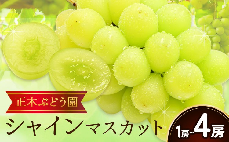 
                  【先行予約】＜令和8年発送！＞ シャインマスカット 選べる 1房 2房 4房 正木ぶどう園《9月上旬‐10月下旬頃発送》徳島県 美馬市 ブドウ 葡萄 マスカット 果物 フルーツ ギフト 送料無料
                
