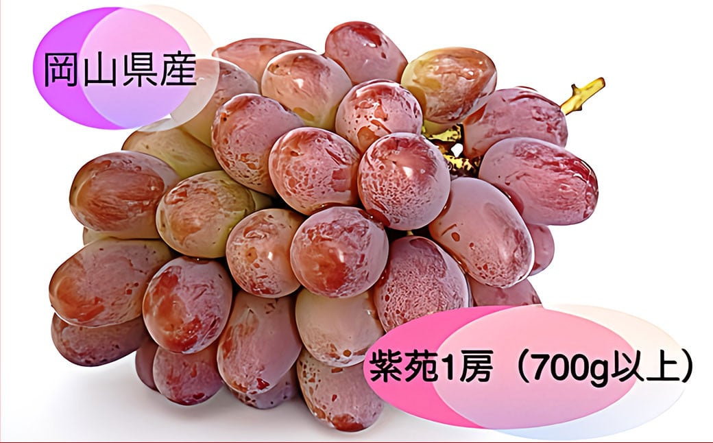 
            紫苑 1房（700g以上） 化粧箱入り 【2025年10月下旬～11月下旬まで発送予定】 ／ 葡萄 ぶどう 果物 果実 フルーツ 種なし 岡山県 美咲町 冷蔵
          