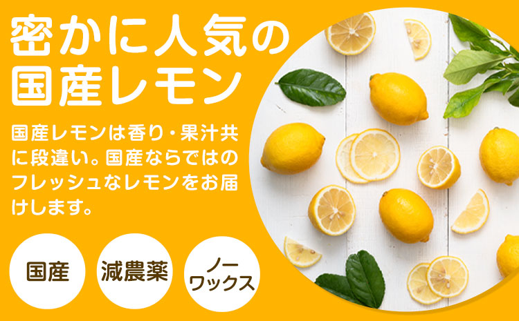 【先行予約】国産 レモン 約 2kg (L～4Lサイズ) ノーワックス 減農薬 どの坂果樹園《2026年2月上旬-5月末頃出荷》 和歌山県 日高川町 レモン れもん 檸檬 果物 フルーツ 国産レモン 