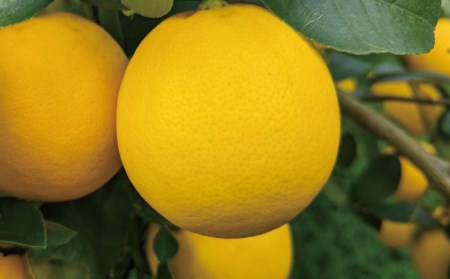 【先行予約】檸檬 レモン れもん 柑橘 国産 大容量 数量限定 ご家庭用 家庭用 / 西地農園の国産マイヤーレモン 4.5kg【2025年1月初旬から順次発送致します。】【mnd008A】