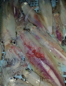 一本釣り 剣先いかのするめ 天日干し 特大入り 約250g 配送不可 離島｜HG000785