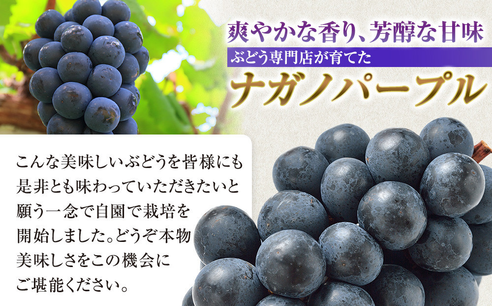 タマファーム　長野市産 ナガノパープル 粒パック ご家庭用 1.2kg（300g×4パック） | ナガノパープル ぶどう 葡萄 フルーツ 果物 家庭用 人気 おすすめ タマファーム 直送   送料無料