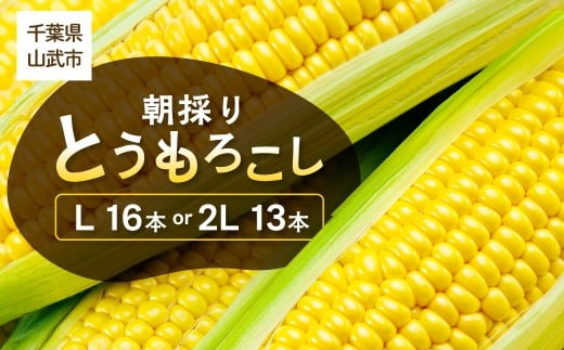 【先行予約】ジューシーではじける食感が特徴! 朝採り とうもろこし 13～16本 【地元の道の駅オライはすぬまで大人気の農家から直送!】【発送期間：5月中旬～5月下旬】 SMCW001