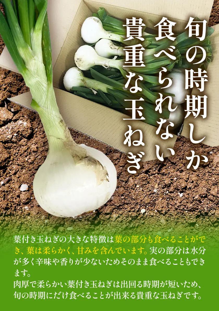 葉付き玉ねぎ 8kg 篠原農園