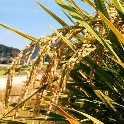 ふるさと納税 高梁市 【7年産】岡山県産こしひかり10kg(5kg×2袋) |  | 01