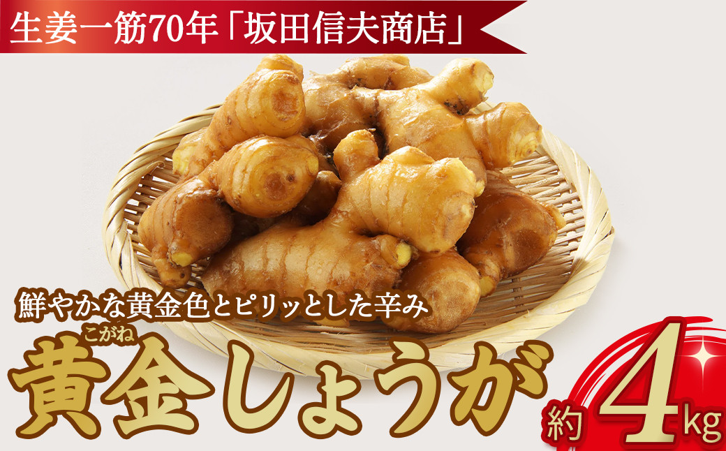 
            鮮やかな黄金色とピリッとした辛みの黄金しょうが 約4kg ／Fsk-02 生姜 しょうが ジンジャー おかず 野菜 大容量
          