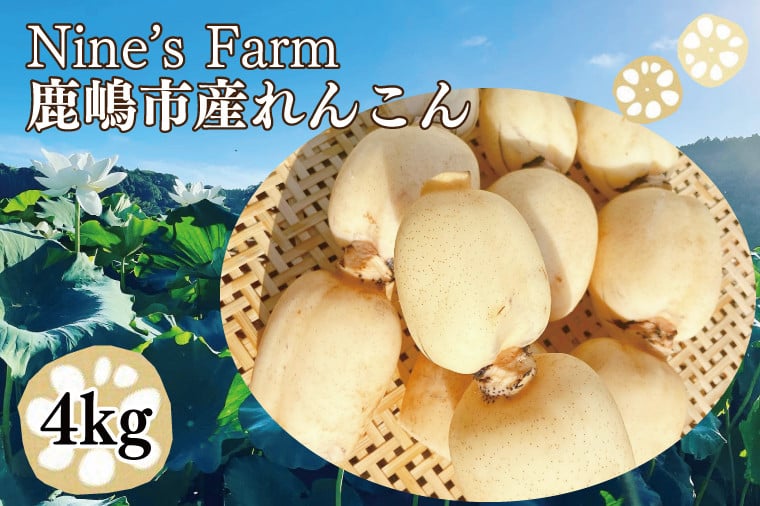 
            ＼先行予約・数量限定／オーガニック肥料で育てたれんこん 4kg (8月上旬発送開始予定)【茨城県 鹿嶋市 有機栽培 オーガニック レンコン 蓮根 野菜 根菜 産地直送 有機野菜 】（KBJ-2）
          