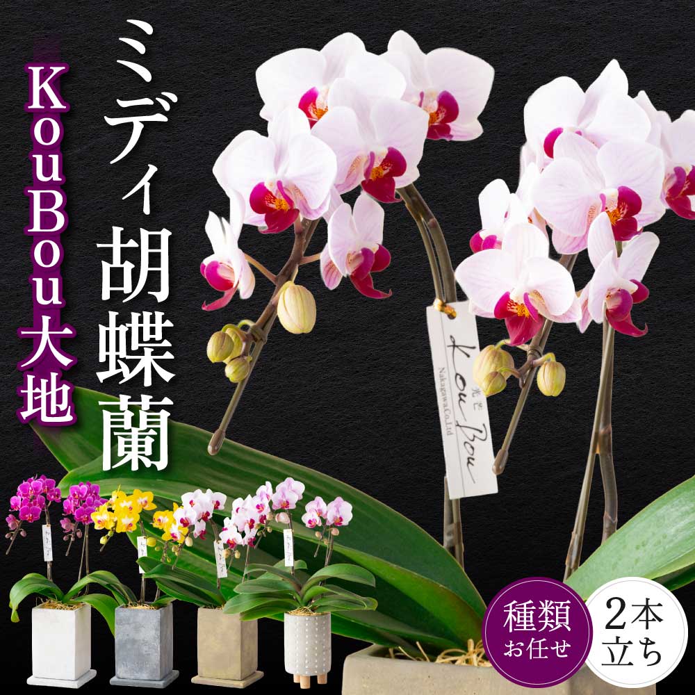 【ふるさと納税】ミディ胡蝶蘭 KouBou 大地 2本立ち 蘭 ラン 洋蘭 ミディサイズ 観賞用 贈答用 和モダン インテリア 植物 コチョウラン ランダム 花 送料無料 株式会社なかがわ