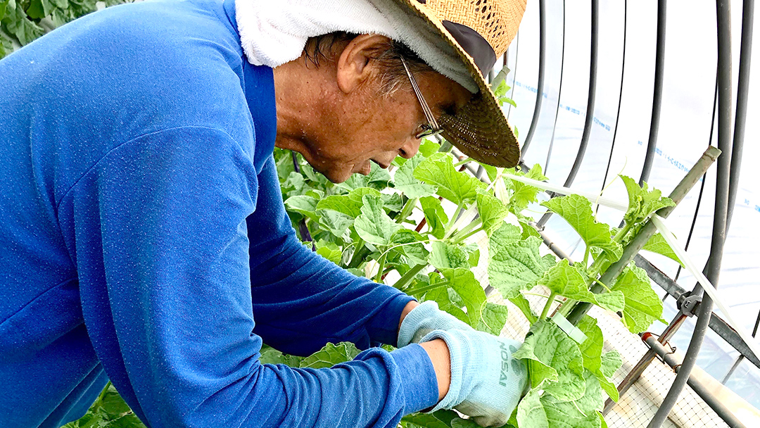 【2025年8月下旬発送開始】 季節 限定 ！ 甘さ満点 特大 アールスメロン 1個 果物 フルーツ 農家直送 産直 青肉メロン 特産品 マスクメロン メロン くだもの 茨城 [BC005sa]