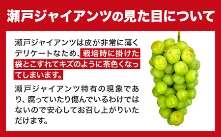 【2025年産先行予約】たたらみねらる 瀬戸ジャイアンツ約1.3kg（2房～3房） Y＆G.ディストリビューター株式会社《2025年8月下旬-10月下旬頃出荷》岡山県 笠岡市 マスカット ぶどう ブド