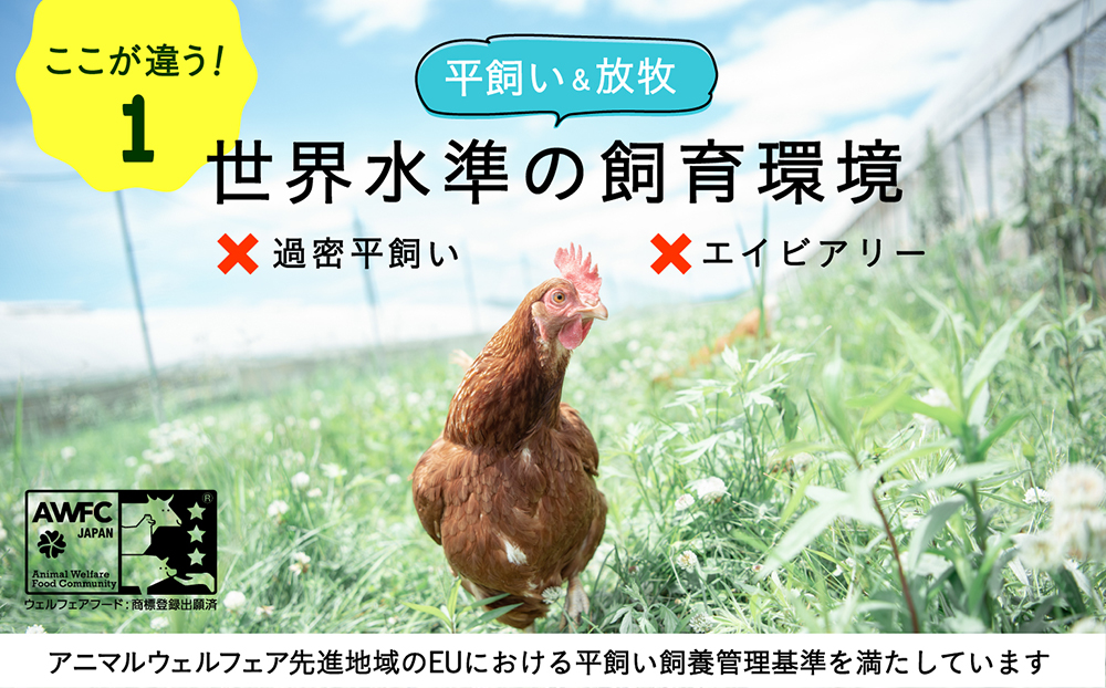 こだわりの無投薬･平飼い有精卵 50個《厚真町》【テンアール株式会社】 たまご 卵 鶏卵 玉子 生卵 平飼い 北海道 定期便  [AXAN010]