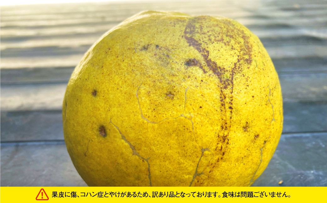 パール柑 約5kg 訳あり