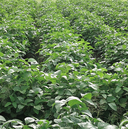 【予約受付中！】令和8年産　＜有機JAS認定＞ 丹波篠山産の有機黒枝豆(さや)１kg　2026年産