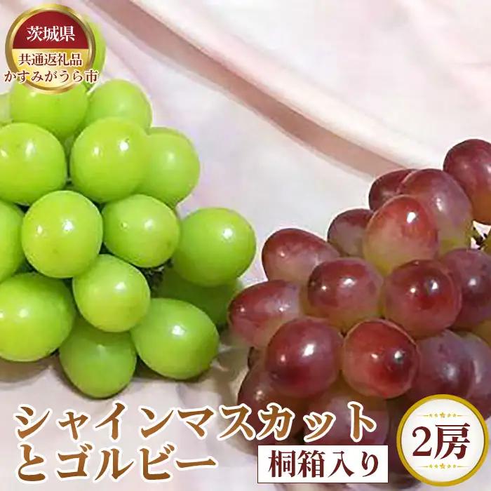 【先行予約】シャインマスカットとゴルビー　桐箱入り2房【茨城県共通返礼品 かすみがうら市】 No.319