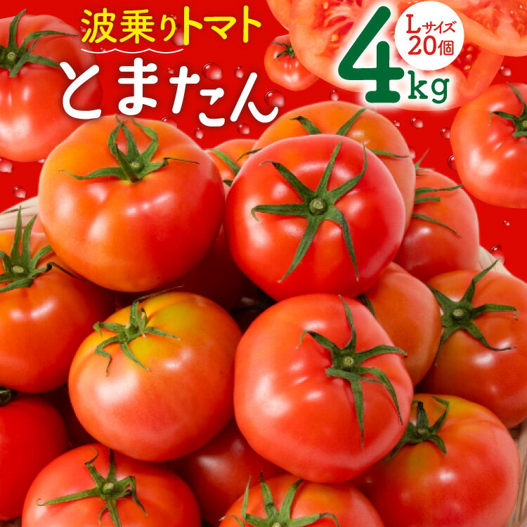 【ふるさと納税】【期間限定発送】波乗り トマト とまたん 4kg (20個入) [サンフレッシュ小泉農園 宮城県 気仙沼市 20564139] 野菜 とまと 国産 夏野菜 やさい さっぱり サラダ サッパリ 新鮮 甘い カプレーゼ リコピン 感想