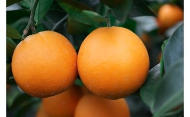 
            U16-0018　陳内農園　減農薬栽培！木成完熟の網田ネーブル　約3kg
          