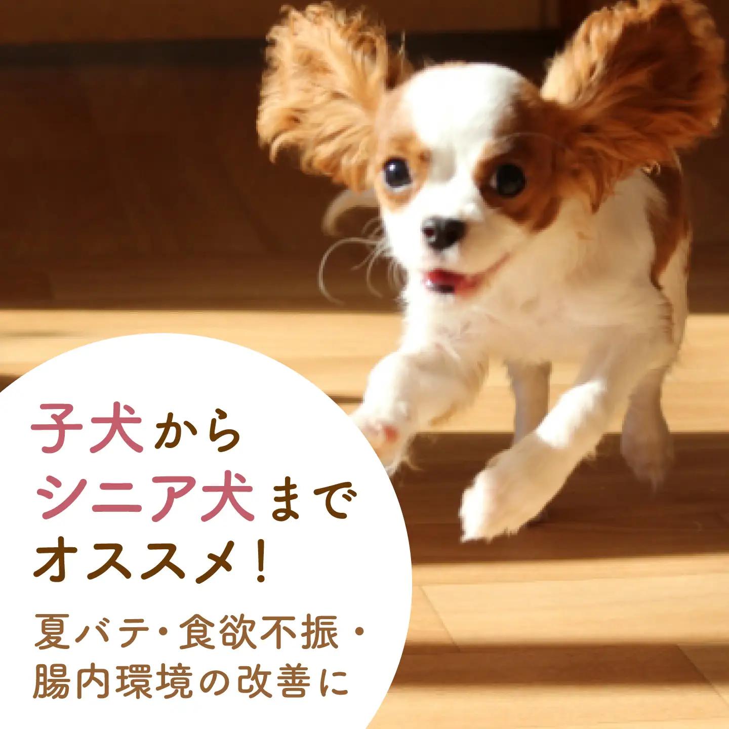ワンワン 甘酒 犬 用  （濃縮タイプ） 便利な スタンドパック入り 170g×3【有限会社 木屋食品工業】[ZAD013]