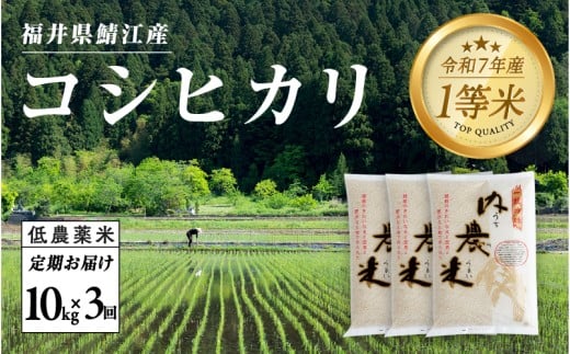 【令和7年産 新米！】【3ヶ月連続お届け】令和7年産 内農米コシヒカリ定期便 10kg × 3回 計30kg [H-00505]　/ こしひかり 有機栽培 白米 新米 白米 精米 ご飯 コメ ごはん ライス 産地直送 鯖江市