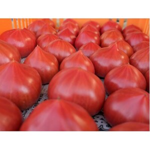 愛知県半田市産ファーストトマト　一箱3キロ以上【1456394】