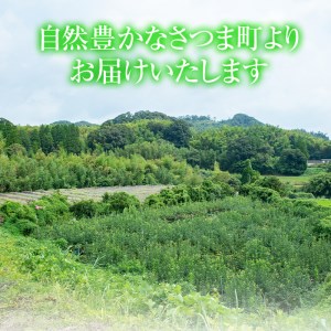 s097 ＜先行予約受付中！2025年8月下旬〜10月上旬頃に発送予定＞鹿児島県さつま町産のぶどう♪シャインマスカット(2kg)皮ごと食べられる！ジューシーで上品な甘みのブドウ【大蔵果樹園】