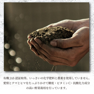 枝豆 1.5kg えだまめ 枝豆 枝豆