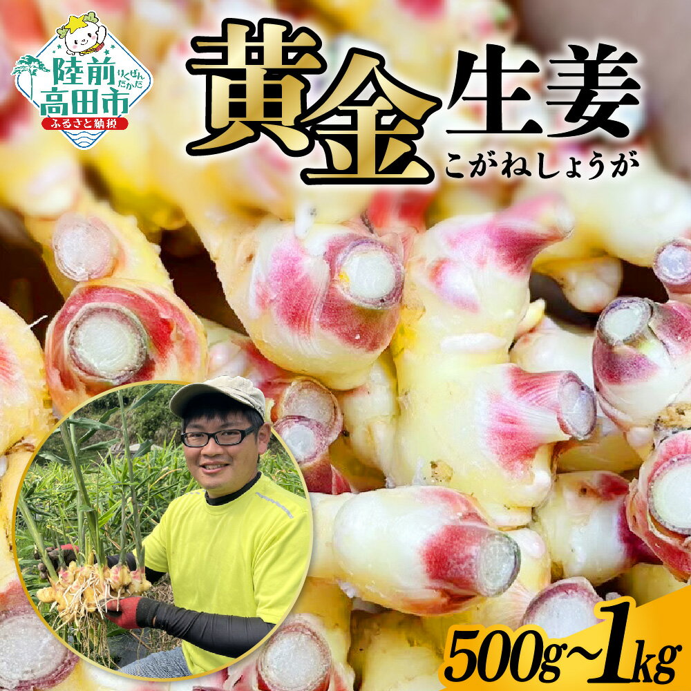 【ふるさと納税】先行予約 黄金生姜 内容量が選べる 500g 1kg [ 生姜 しょうが ショウガ ジンジャー 野菜 旬 調味料 薬味 料理 生姜焼き 煮魚 甘酢漬け ガリ 佃煮 唐揚げ 新生姜 囲い生姜 ぽかぽか 辛み 産地直送 国産 岩手県 陸前高田市 Farm Koganeyama ]