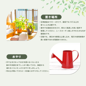 観葉植物 モンステラ・タイコンステレーション 20cm～40cm Green Base IB003-052 観葉植物 観葉植物