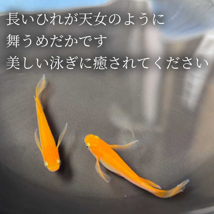 楊貴妃 5匹 めだか メダカ 飼育 生体 観賞魚 魚 ペット おまかせ ミックス おすすめ 水槽 インテリア 生物 鑑賞 熱帯魚 アクアリウム 熱帯 淡水魚 243014