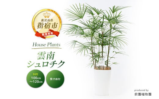 
            2025年2月上旬～発送【観葉植物】雲南シュロチク100cm～120cm(前園植物園/035-1500) 観葉 植物 インテリア 鉢植え グリーン 美しい 園芸 室内 リラックス おしゃれ 鹿児島 指宿 いぶすき シュロチク シュロ竹 育てやすい インテリアグリーン 風水 花言葉 向上心 思慮深い 受け皿付き 【配送不可地域：北海道・沖縄県・離島】
          