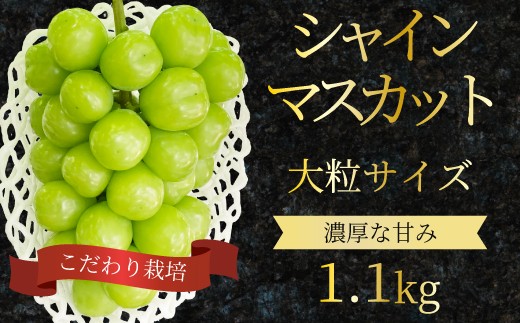 
                  シャインマスカット 大粒 1.1kg ぶどう ブドウ 果物 フルーツ 広島県 三原市 ギフト 249002
                