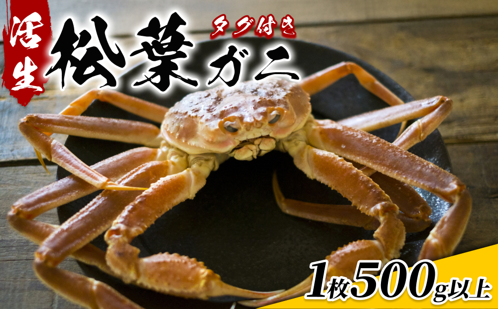 鳥取県網代産 松葉がに（ブランドタグ付き）500g以上（生）｜鳥取 岩美 日本海 松葉ガニ ずわいがに かに ※お届けは2026年11月中旬～【22014】