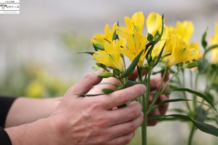 定期便６回便　切り花 アルストロメリア【生花・多少の茎曲がり有　花丈70cm・35本前後】４～９月（KS-T505）