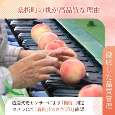 ふるさと納税 桑折町 もも【川中島白桃・2026年産先行受付】特秀　3kg　桑折町産　JAふくしま未来　桃 |  | 02