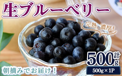 
                  完熟、濃厚生ブルーベリー500g ブルーベリー 果物 フルーツ 青果物 クール便 スムージー ヨーグルト おやつ 【奥久慈 まほろばの郷 ふれあい農園】【ho1529】
                