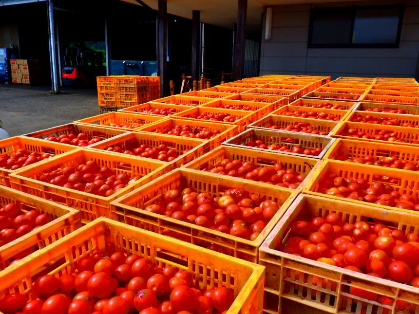 信州生まれの濃いトマト