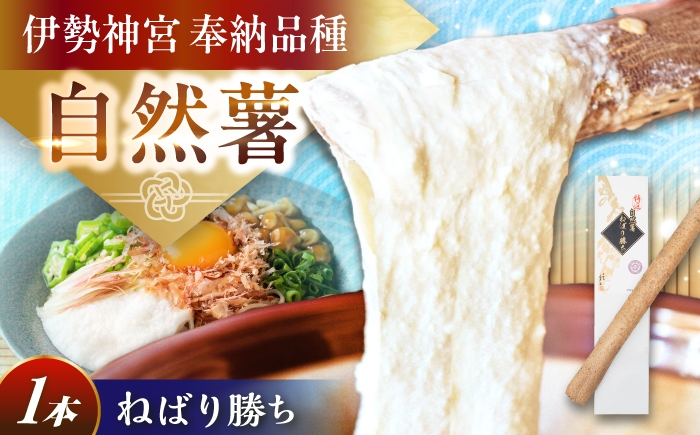 
            【伊勢神宮外宮奉納品】自然薯 小箱（180g）×3の詰合せ / 自然薯 じねんじょ とろろ 山芋 詰合せ 小箱 伊勢神宮外宮奉納品 産地直送食材 栄養豊富 美味しい 和食 ごはん とろろご飯 とろろ蕎麦 とろろうどん レシピ 贈り物 高級食材 お取り寄せ 贈答 ギフト 岐阜県 / 恵那市 / 水戸屋 [AUFZ010]
          