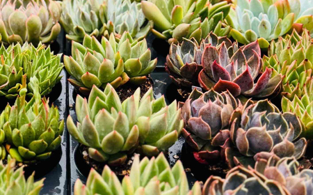 多肉植物 9センチポット 大型苗 デカベリア エケベリア おまかせ 5種セット / 植物 インテリア 苗 自然 ナチュラル 緑 置物 初心者 栽培 【mucca】[ATHD003]