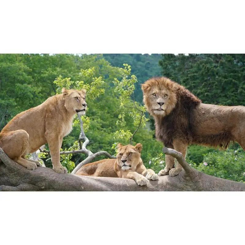 動物園 静岡 富士サファリパーク 大人 2枚 入場券 ペア ペアチケット サファリパーク 動物 子供 家族 お出かけ チケット 券 ギフト券 体験チケット ギフト プレゼント 贈答 贈答品 贈り物 旅