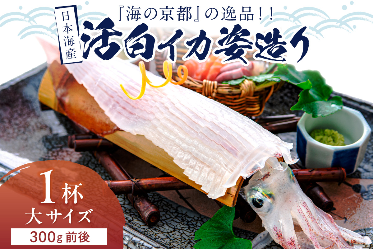 日本海産『海の京都』の逸品！！　活白イカ姿造り（クリスタル白いか）大サイズ 1杯（300g前後）（2027年6月上旬～発送） ふるさと納税 海鮮 鮮度抜群 新鮮 海鮮 いか イカ 簡単調理 生産者応援 送料無料 生食 魚介類 活イカ 日本海産 刺身 BBQ 美味 逸品　YK00693