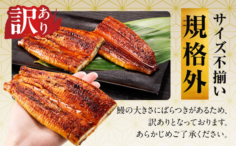 【土用の丑の日までにお届け】うなぎ 暴れ盛り 250g（2カット）【規格外 お試し 鰻 かば焼き 簡単調理 訳あり サイズ不揃い 人気 惣菜 うな重 うな丼 ひつまぶし 大阪 泉佐野 大阪府 泉佐野市
