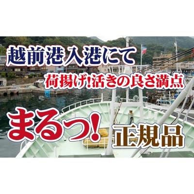 ふるさと納税 越前町 活! 越前 紅ずわいがに × 1杯 旨味満点!! ≪生≫【6月発送分】 |  | 01